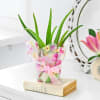 Aloe Vera Plant Online