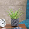 Buy Aloe Vera Plant in a Gorgeous Ceramic Pot