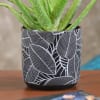 Shop Aloe Vera Plant in a Gorgeous Ceramic Pot