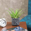 Aloe Vera Plant in a Gorgeous Ceramic Pot Online