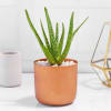 Aloe Vera Plant in Cylindrical Metal Pot Online