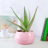 Gift Aloe Vera Plant in Pink Metal Pot