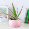 Aloe Vera Plant in Pink Metal Pot Online