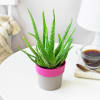 Gift Aloe Vera Plant In Pretty Pink Planter