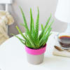 Buy Aloe Vera Plant In Pretty Pink Planter