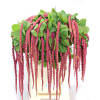 Amaranthus Red Cord Hanging (Bunch of 5) Online