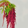 Amaranthus Rosary (Bunch of 5) Online