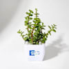 American Express Hamper Online