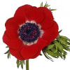 Anemone Galil Red (Bunch of 10) Online