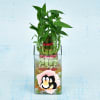 Gift Anniversary Special Two Layer Lucky Bamboo In Personalized Glass Vase (Less Water/Moderate Sunlight)