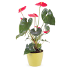 Anthurium Plant Online