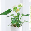 Buy Anthurium Plant With Planter And Plate