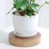 Shop Anthurium Plant With Planter And Plate