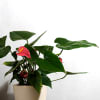 Buy Anthurium Red Mini Plant