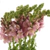 Antirrhinum Maryland Lavender (Bunch of 10) Online