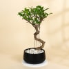 Gift Appealing Ficus S Shape Bonsai With Black Metal Planter
