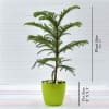 Gift Araucaria Christmas Tree (Moderate light/Moderate Water)
