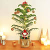 Gift Araucaria Xmas Tree In Jute Basket With Decorations