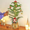 Buy Araucaria Xmas Tree In Jute Basket With Decorations