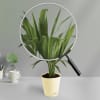 Gift Areca Palm In Deep Love Planter