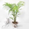 Gift Areca Palm in Jute Wrapping with Planter