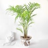 Areca Palm in Jute Wrapping with Planter Online