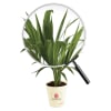 Gift Areca Palm In Let's Grow Planter - Customized With Logo