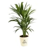 Gift Areca Palm In Let's Grow Water Reservoir Planter