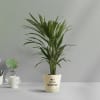 Areca Palm In Let's Grow Water Reservoir Planter Online