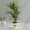 Gift Areca Palm In Love Grows Planter