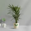 Areca Palm In Love Grows Planter Online