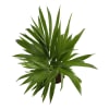 Shop Areca Palm In Motivational Planter