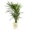 Areca Palm In Motivational Planter Online