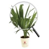 Gift Areca Palm In Motivational Planter - Customized With Logo