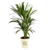 Buy Areca Palm In Motivational Planter - Customized With Logo