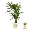 Areca Palm In Motivational Planter - Customized With Logo Online