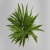 Shop Areca Palm In Nurturing Planter