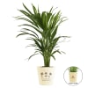Areca Palm In Nurturing Planter - Customized With Logo Online