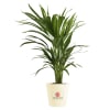 Areca Palm In Unbreakable Planter - Customized With Logo Online