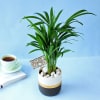 Gift Areca Palm Plant In A Dual Tone Planter for Best Mom