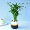 Buy Areca Palm Plant In A Dual Tone Planter for Best Mom