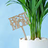 Shop Areca Palm Plant In A Dual Tone Planter for Best Mom