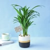 Areca Palm Plant In A Dual Tone Planter for Best Mom Online
