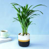 Gift Areca Palm Plant in Dual Tone Planter