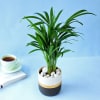Areca Palm Plant in Dual Tone Planter Online