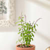 Shop Aromatic Holy Basil Plant