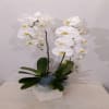 Arrangement of Phalaenopsis Orchid Plants Online