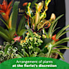 Arrangement of Plants Online