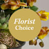 Arrangement of Plants Online