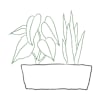Arrangement of Plants Online